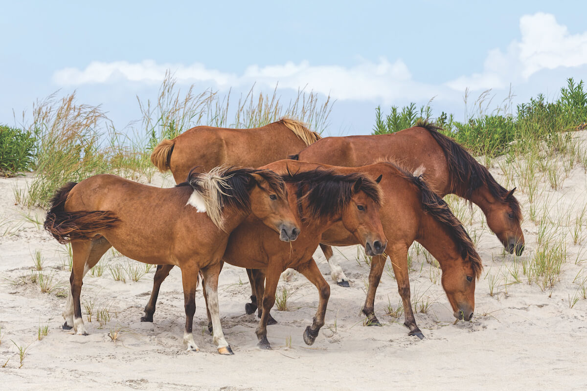 Jefferson Tours and Charters