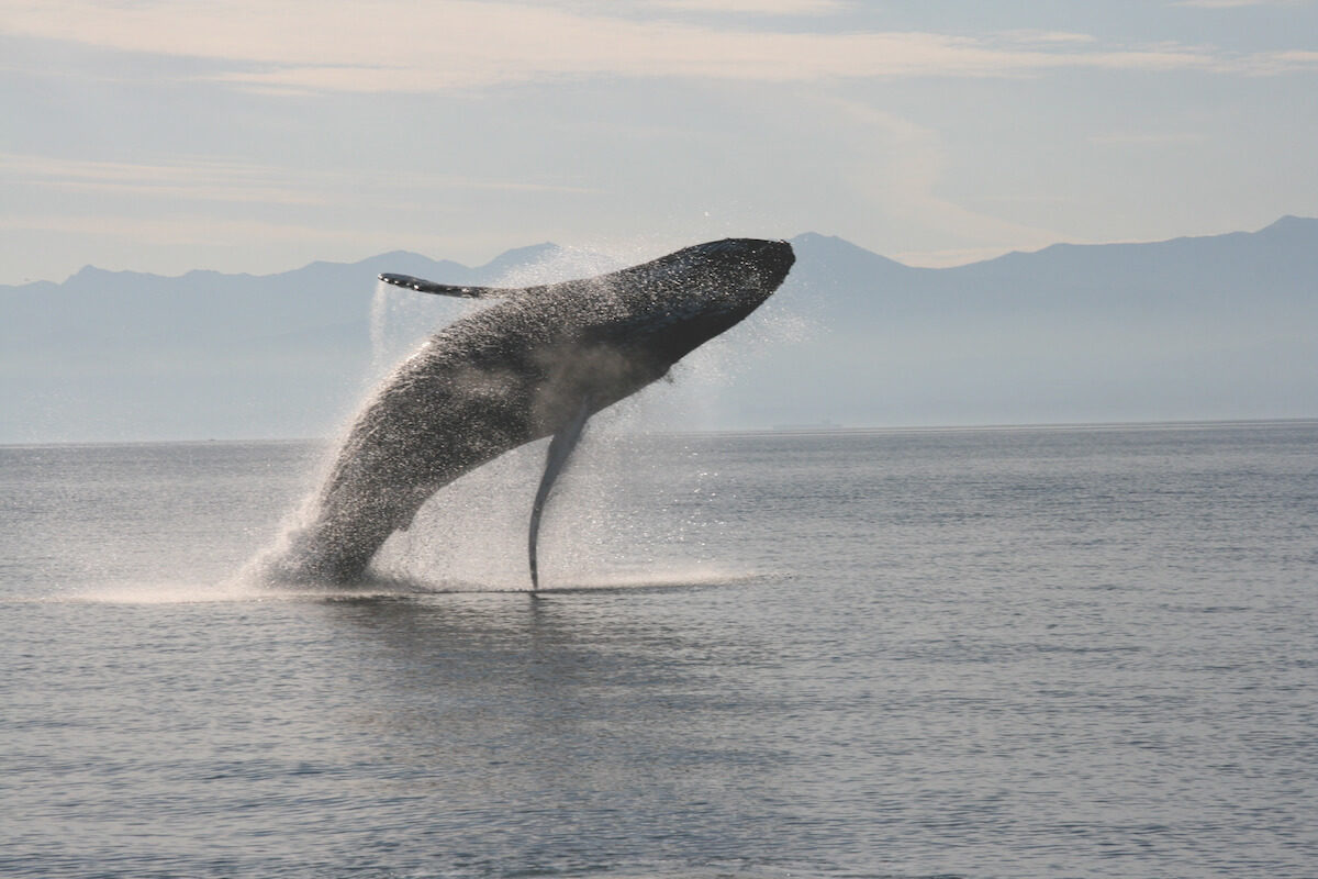 Jefferson Tours and Charters
