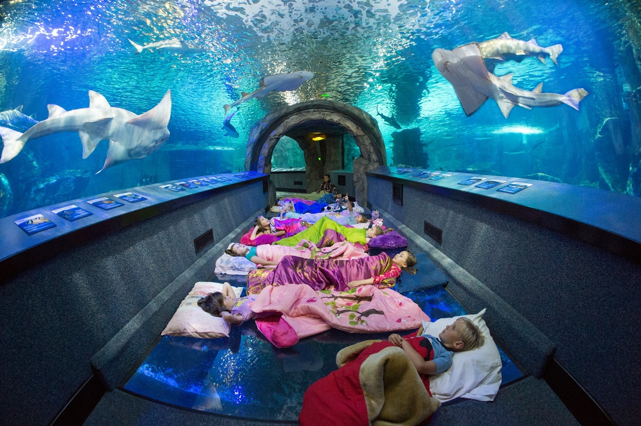 3_aquarium sleepovers Jefferson Tours and Charters