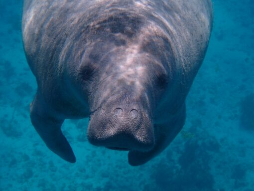 Gulf Coast Florida:  Sanibel Island to Naples - Image 9