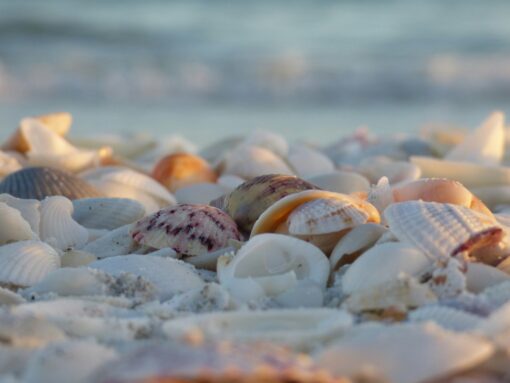 Gulf Coast Florida:  Sanibel Island to Naples - Image 11
