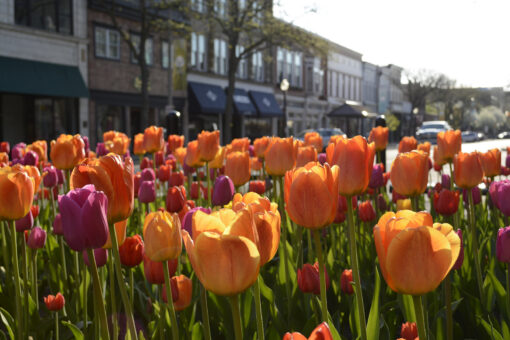 Holland, Michigan Tulip Time Festival - Image 26