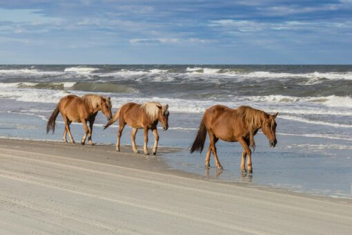 Outer Banks of North Carolina - Image 8