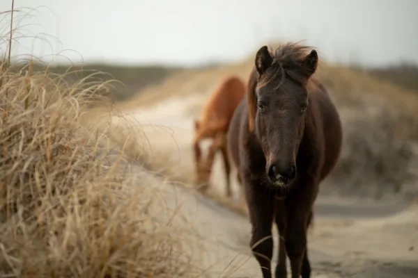 Back Country Safari Horse Tour